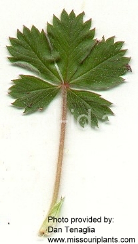 cinquefoil, Canada